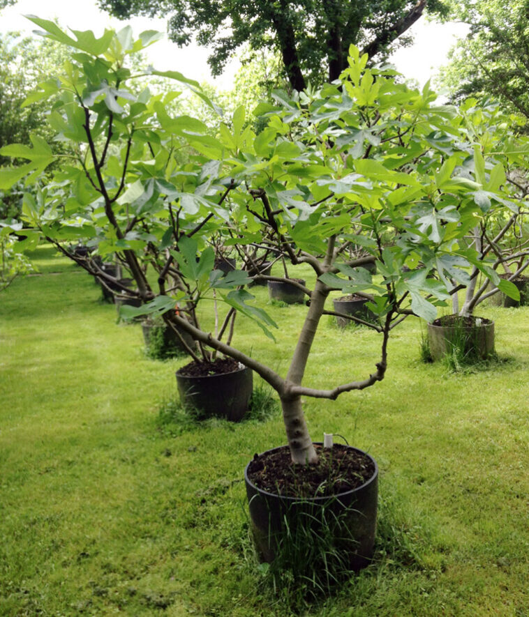 When Should Fig Trees Be Pruned 2024 Beginners Guide Mp3 News Wire 